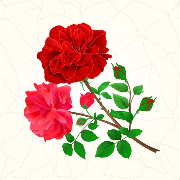红色和粉色玫瑰和玫瑰花蕾喜庆背景的花束裂纹复古矢量 — 图库矢量图片