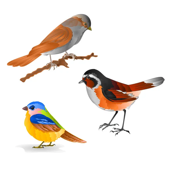 Singing Smalls birds Black Redstart titmouse Sparrow vintage set six vector animals illustration for design editable — стоковый вектор