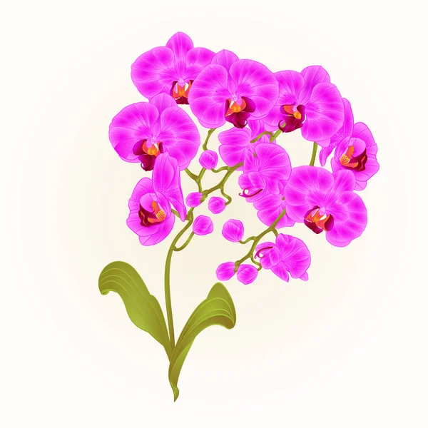 Branches orchidée Phalaenopsis fleurs pourpres plantes tropicales tige verte et bourgeons et feuilles vintage vecteur illustration botanique pour la conception modifiable — Image vectorielle