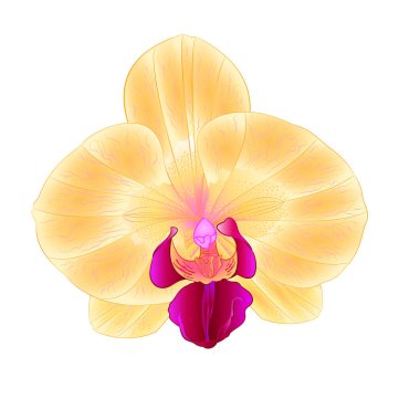 Güzel sarı orkide Phalaenopsis closeup yalıtılmış bağbozumu vektör çiçek 