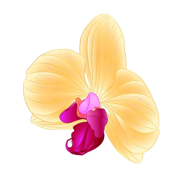 Orquídea amarilla Phalaenopsis hermosa flor primer plano aislado vector vintage — Archivo Imágenes Vectoriales