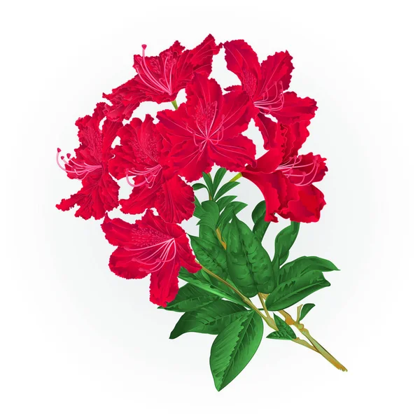 Ветвь красных цветов рододендрон винтажный ботанический вектор фона — стоковый вектор