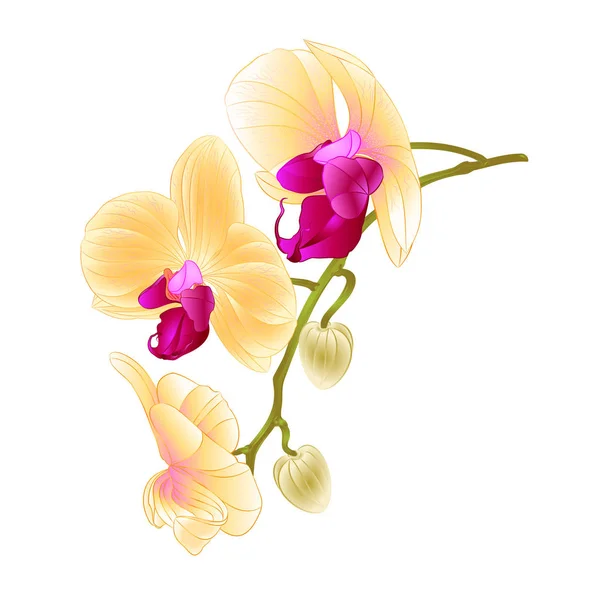 Belle orchidée tige jaune avec des fleurs et des bourgeons gros plan isolé vecteur vintage — Image vectorielle