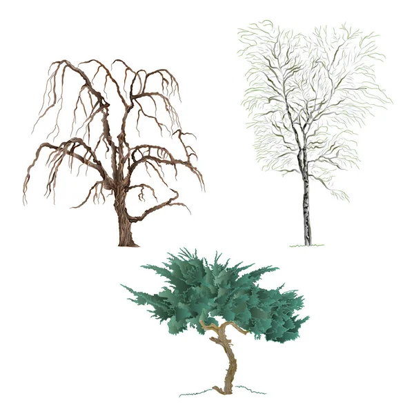 Vieux arbres saule montagne Cupressus et bouleau vecteur botanique modifiable illustration — Image vectorielle