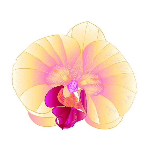 Belle fleur jaune d'orchidée tropicale Phalaenopsis fermer illustration vectorielle vintage isolée — Image vectorielle
