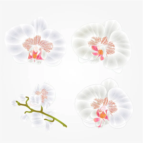 Ορχιδέα Phalaenopsis άσπρα λουλούδια τροπικά φυτά πράσινο μίσχο και μπουμπούκια vintage σύνολο πρώτα διάνυσμα βοτανικό εικονογράφηση για το σχεδιασμό — Διανυσματικό Αρχείο