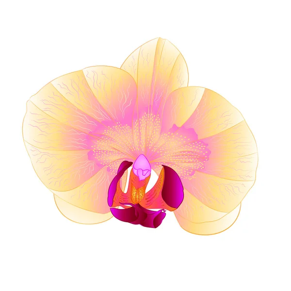 Hermosa orquídea Phalaenopsis flor amarilla primer plano aislado vintage vector ilustración — Vector de stock