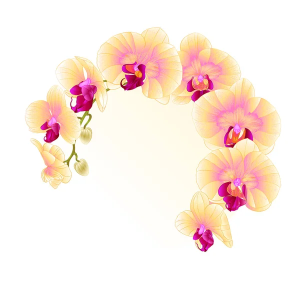 花やつぼみのクローズ アップとフレームの美しいオーキッド イエロー幹分離ビンテージ ベクトルの編集可能な図 — ストックベクタ