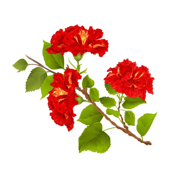 Flores tropicales de rama de hibisco rojo sobre un fondo blanco vector botánico vintage — Vector de stock