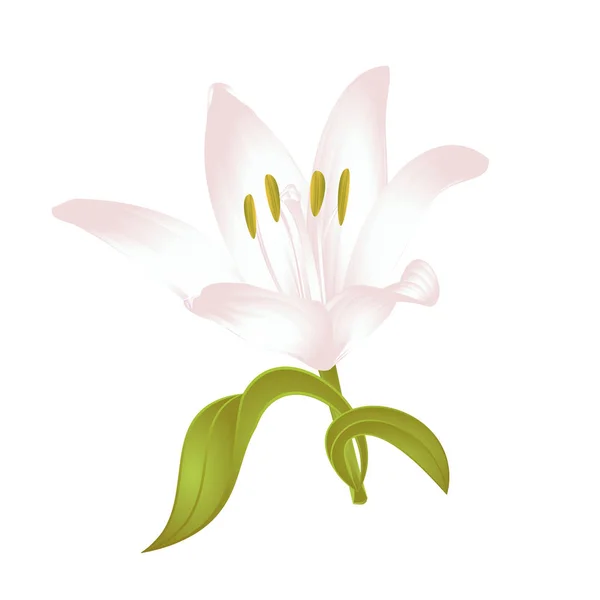 Lily branco Lilium candidum, uma flor branca com folhas vetor ilustração editável —  Vetores de Stock