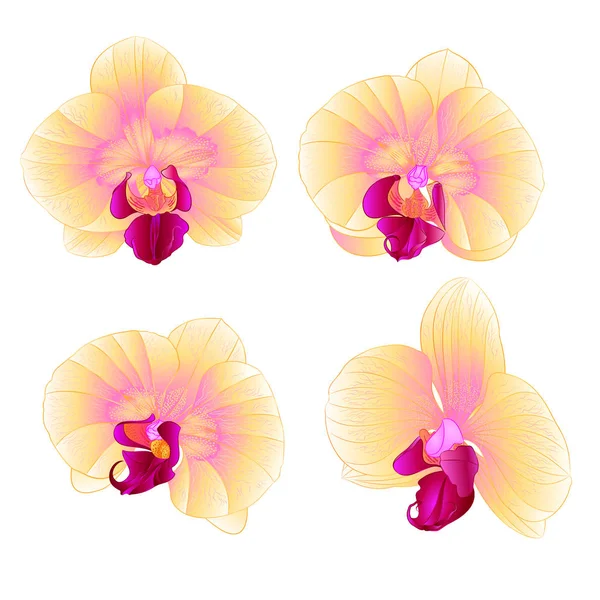 Gele orchidee Phalaenopsis mooie bloem close-up instellen eerste vintage bewerkbare vectorillustratie — Stockvector