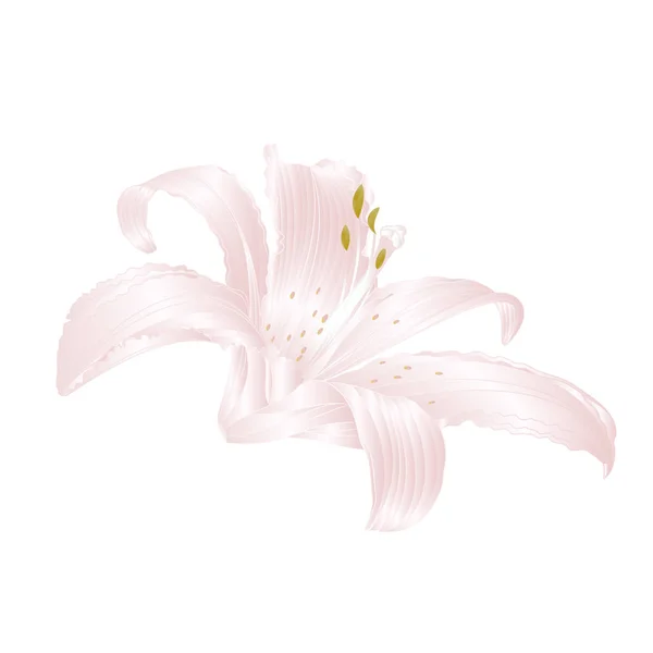 White Lily   Lilium candidum, flower white    vector illustration editable — Stock Vector