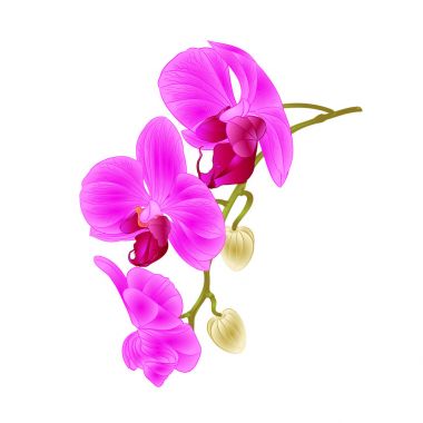 Güzel orkide mor Phalaenopsis çiçek ve tomurcukları closeup vintage vektör düzenlenebilir çizim ile kaynaklanıyor. 