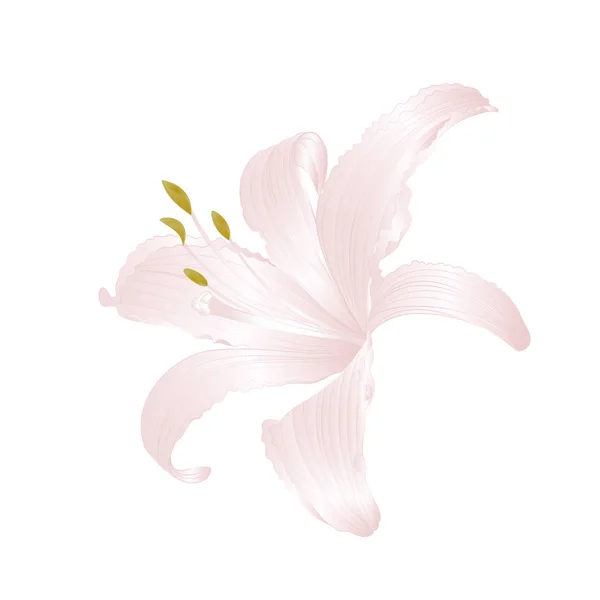 Λευκό λουλούδι κρίνος Lilium candidum, επεξεργάσιμο διανυσματικά εικονογράφηση — Διανυσματικό Αρχείο