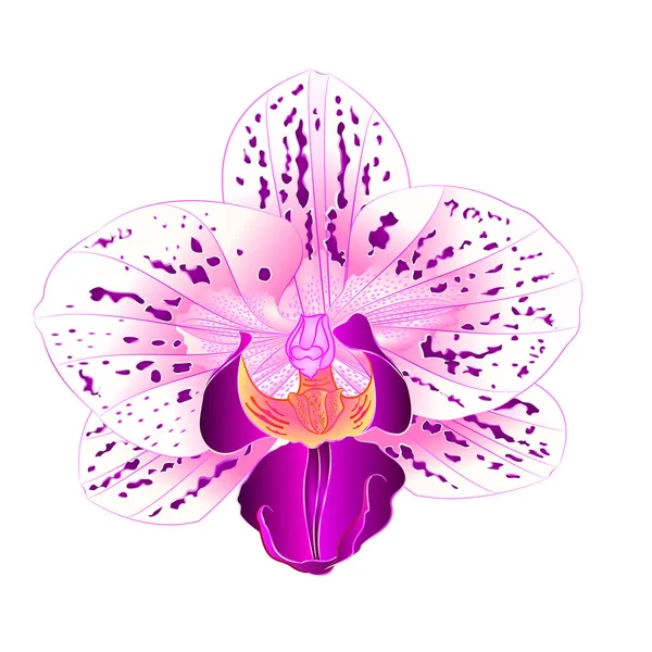 Vacker lila och vit orkidé Phalaenopsis blomma närbild isolerade vintage vektorillustration redigerbara hand Rita — Stock vektor