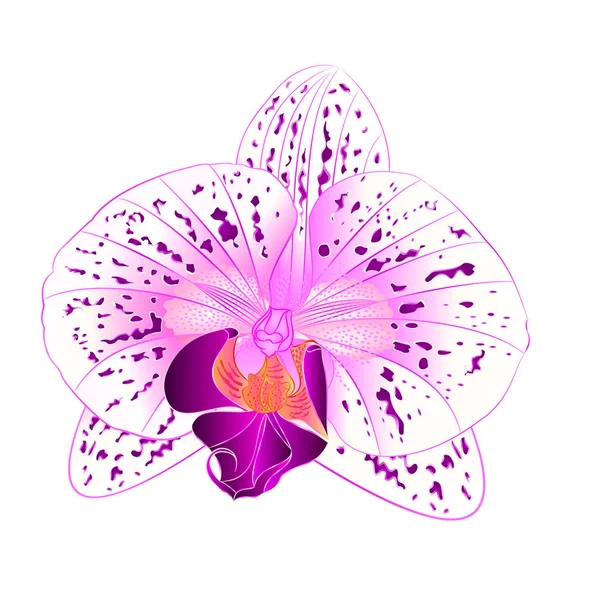Belle orchidée violet et blanc fleur gros plan isolé vintage vecteur illustration modifiable — Image vectorielle
