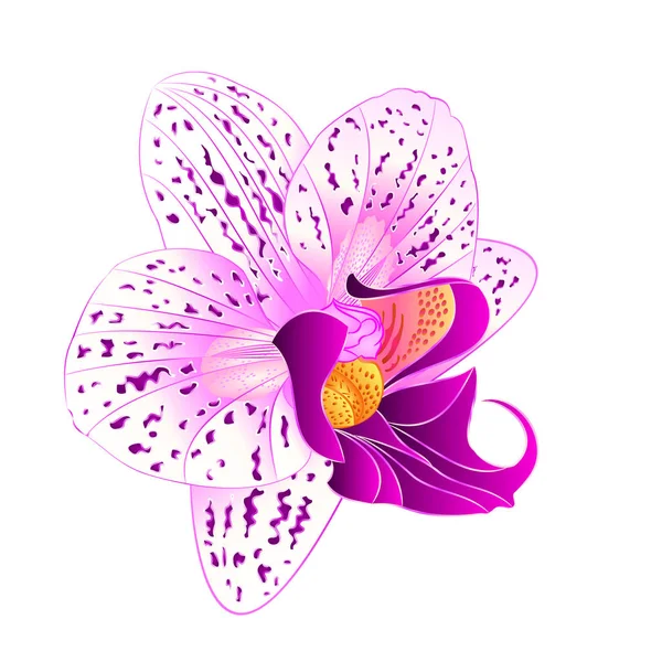 Púrpura e branca Orquídea Phalaenopsis bela flor closeup isolado vetor vintage editável ilustração —  Vetores de Stock