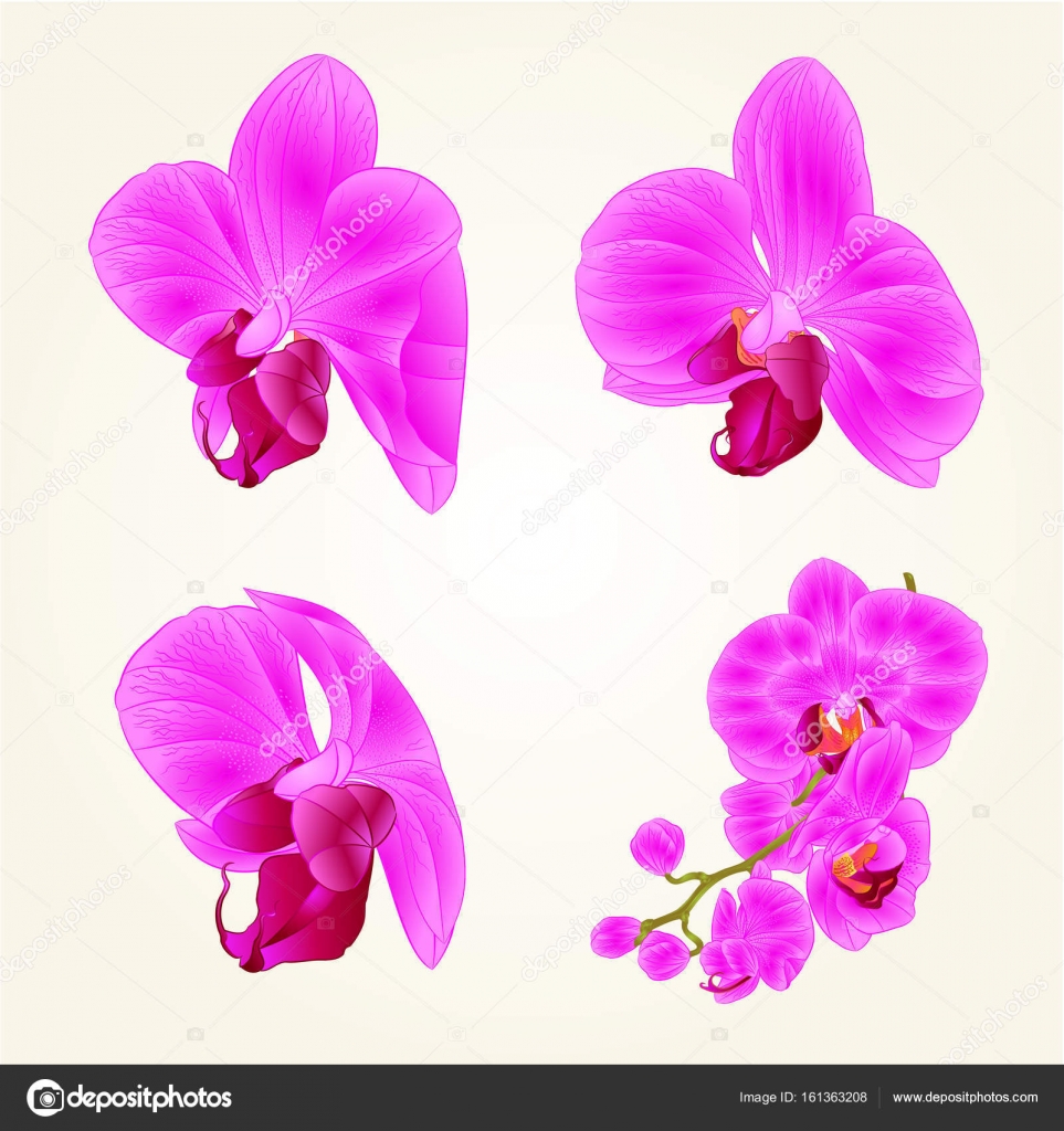 Bela orquídea roxa Phalaenopsis flores close-up isolado vintage set segundo  vetor editável ilustração imagem vetorial de © Tina5 #161363208
