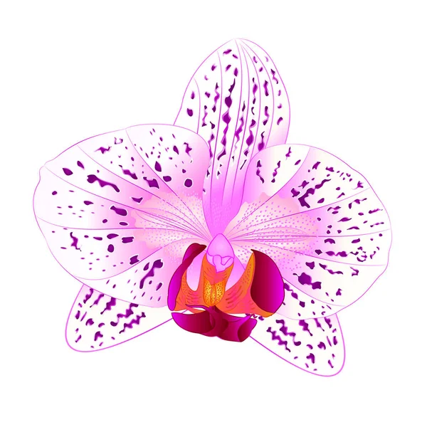 Hermosa orquídea Phalaenopsis flor púrpura y blanca primer plano aislado vintage vector ilustración — Vector de stock
