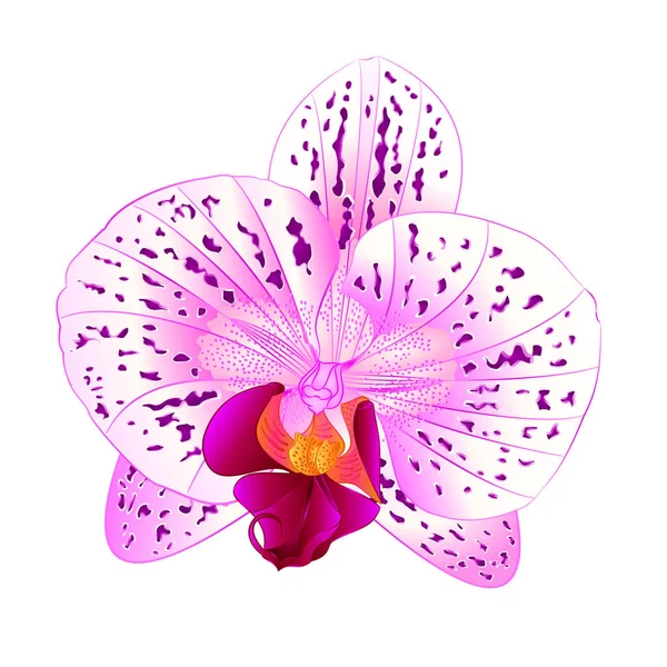 Belle orchidée Phalaenopsis violet et blanc fleur gros plan isolé vintage vecteur illustration — Image vectorielle