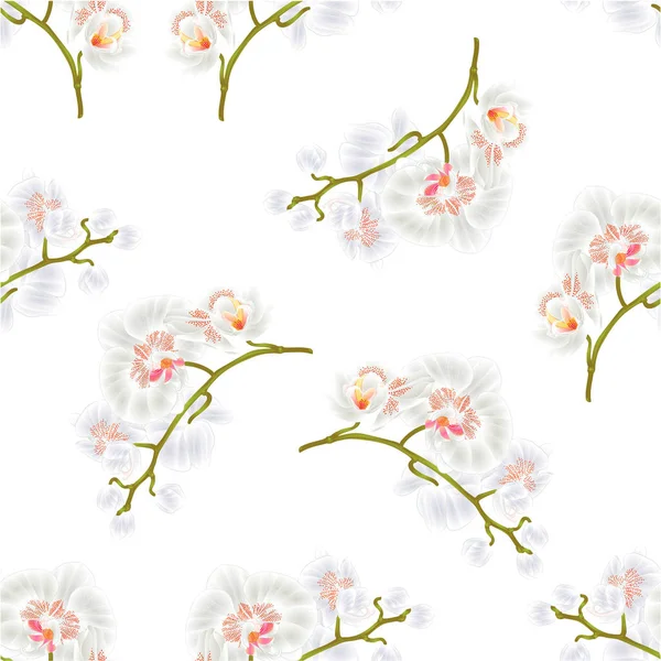 Textura inconsútil Ramas orquídeas Phalaenopsis Flores blancas plantas tropicales tallo verde y yemas vector vintage ilustración botánica — Vector de stock