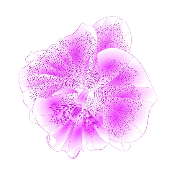 Orquídea Phalaenopsis Purple-blanco hermosa flor primer plano aislado vintage vector ilustración editable — Vector de stock