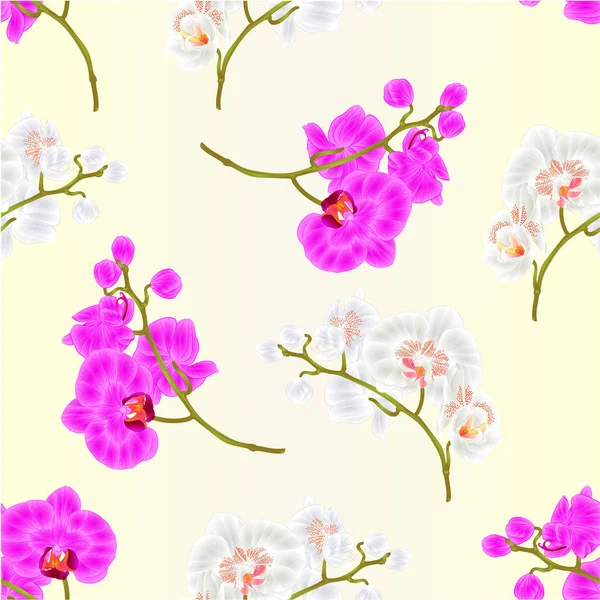 Textura sem costura ramos orquídea Phalaenopsis flores roxas e brancas plantas tropicais vetor vintage ilustração botânica — Vetor de Stock