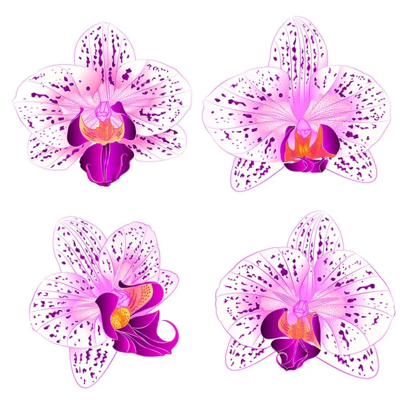 Härligt lila och vit orkidé Phalaenopsis blomma vintage set först vektor närbild bild — Stock vektor