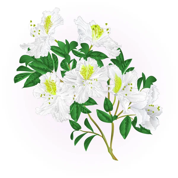 Weißer Rhododendron-Zweig mit Blüten und Blättern Gebirgsstrauch Vektor editierbare Illustration Handzeichnung — Stockvektor