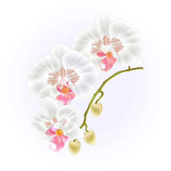 Orchidea del gambo Phalaenopsis Fiori bianchi e germogli piante tropicali illustrazione botanica vettoriale vintage per il design — Vettoriale Stock
