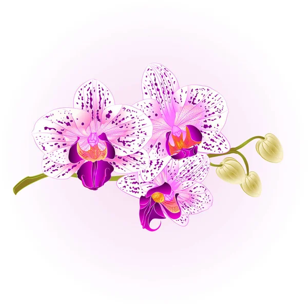 Orchidea viola e bianco Phalaenopsis gambo con fiori e boccioli primo piano vettoriale vintage illustrazione modificabile — Vettoriale Stock