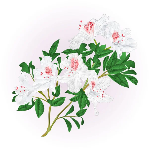 Rododendro bianco ramoscello con fiori e foglie vintage vettoriale illustrazione modificabile — Vettoriale Stock