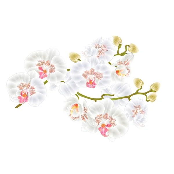 Orchidee di ramo Fiori bianchi Phalaenopsis stelo vegetale tropicale e germogli vintage vettoriale illustrazione botanica per il design — Vettoriale Stock