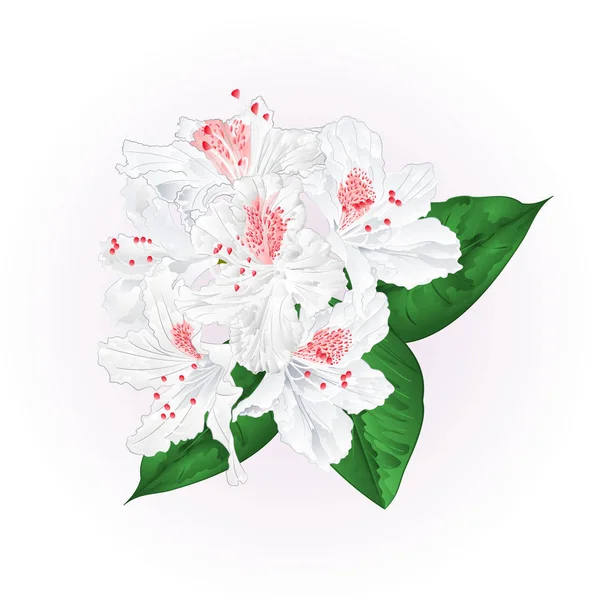 Blüten weißer Rhododendron mit Blättern Vektor Illustration editierbar — Stockvektor