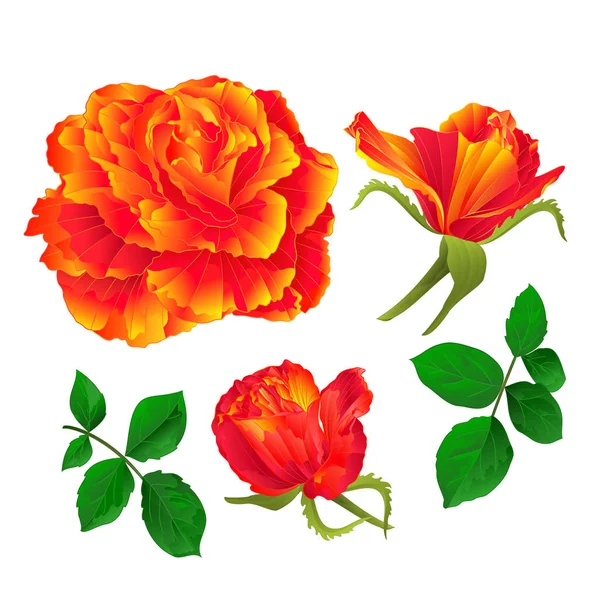 Blume orange Rose und Knospen Jahrgang auf weißem Hintergrund gesetzt ersten Vektor Illustration editierbar — Stockvektor