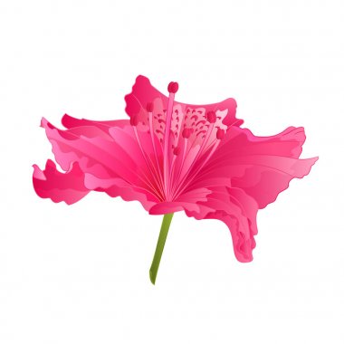 Pembe ormangülü mor çiçek izole beyaz arka plan vektör çizim düzenlenebilir üzerinde güzel çiçek