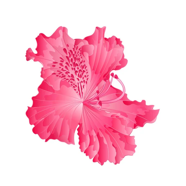 흰색 배경 벡터 그림 편집에 분홍색 진달래 Ponticum 절연의 아름 다운 꽃 — 스톡 벡터