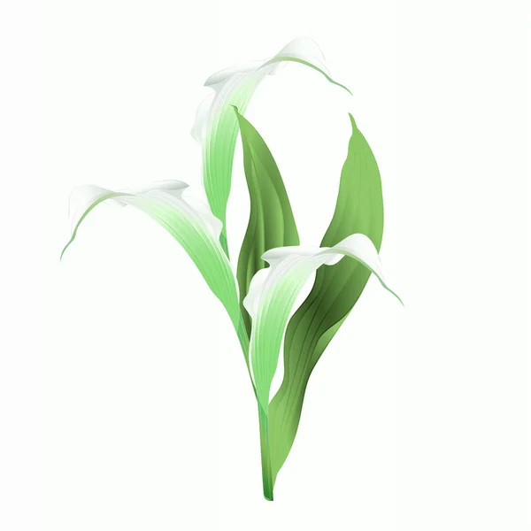 Calla κρίνος άσπρα λουλούδια και φύλλα ποώδη πολυετή καλλωπιστικά φυτά εκλεκτής ποιότητας διανυσματικά εικονογράφηση επεξεργάσιμο — Διανυσματικό Αρχείο
