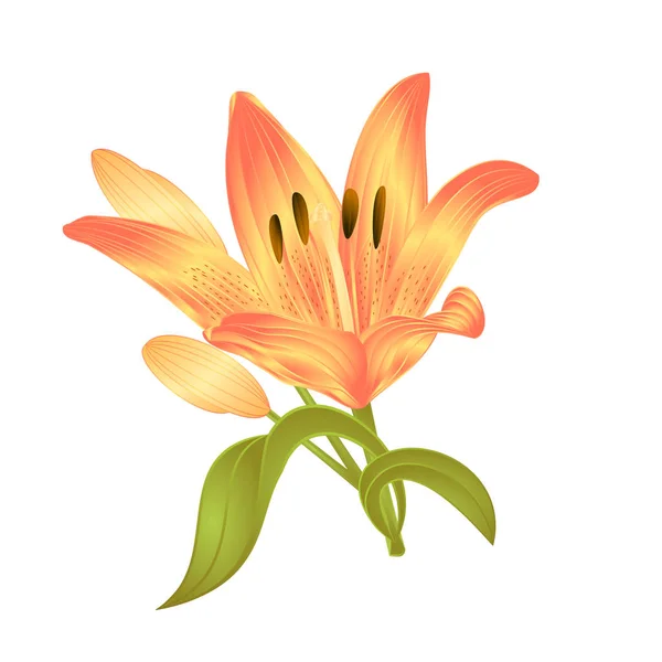 Gelbe Lilie lilium candidate, Blume mit Blättern und Knospe auf weißem Hintergrund Vektor Illustration editierbar — Stockvektor