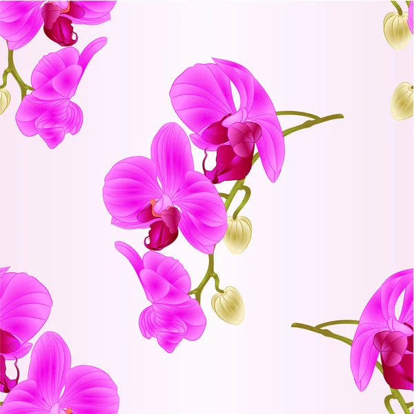 Textura sem emenda bela Orquídea púrpura Phalaenopsis haste com flores e botões closeup vintage vetor editável ilustração — Vetor de Stock