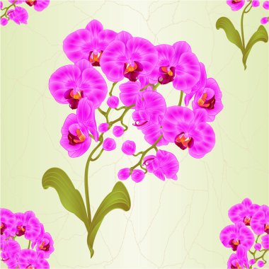 Sorunsuz doku tropikal bitki kök orkide Phalaenopsis mor çiçekler dallar ve tomurcukları ve vintage vektör botanik illüstrasyon tasarımı için düzenlenebilir bırakır