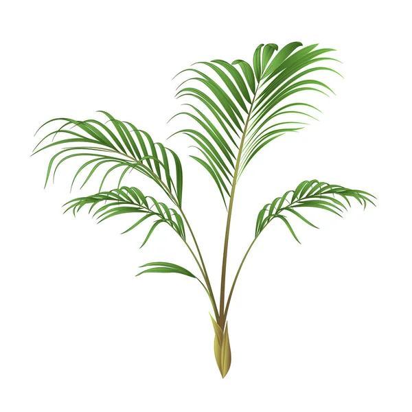 Palma decoración planta vintage vector ilustración editable — Vector de stock