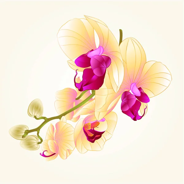 Łodyga z kwiaty i pąki piękny żółty Orchid Phalaenopsis zbliżenie vintage wektor ilustracja edytowalne — Wektor stockowy
