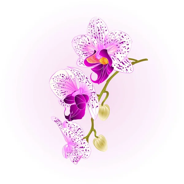 Fioletowe i białe łodygi orchidei Phalaenopsis piękny kwiat vintage wektor zbliżenie ilustracja edytowalne — Wektor stockowy