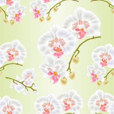 Sorunsuz doku kök orkide Phalaenopsis beyaz çiçekler ve tomurcukları tropik bitkiler vintage vektör botanik gösterim amacıyla tasarım
