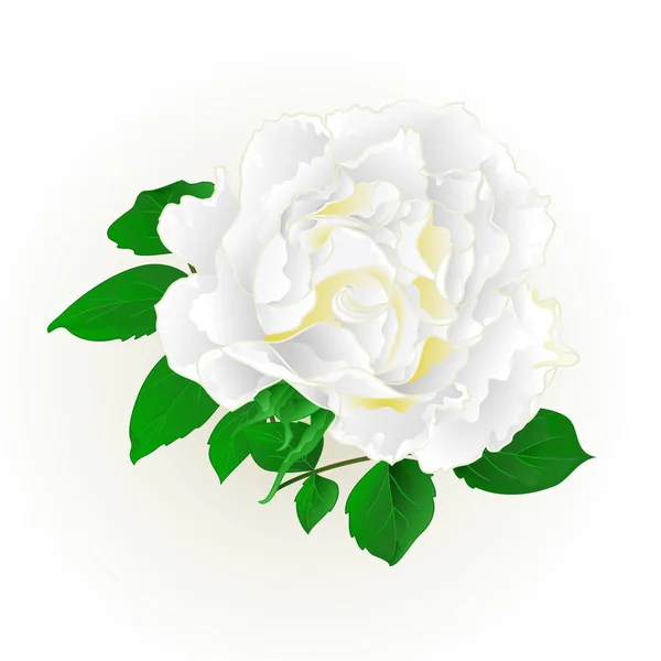 Λευκό τριαντάφυλλο και φύλλα εικονογράφηση διάνυσμα εκλεκτής ποιότητας φόντο εορταστική επεξεργάσιμο — Διανυσματικό Αρχείο