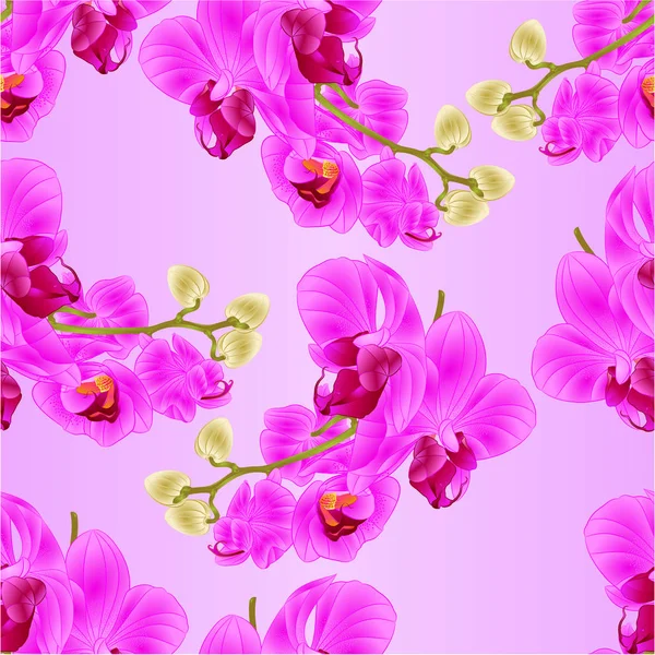 Seamless textura haste com flores e botões bela orquídea púrpura Phalaenopsis closeup vintage vetor editável ilustração — Vetor de Stock