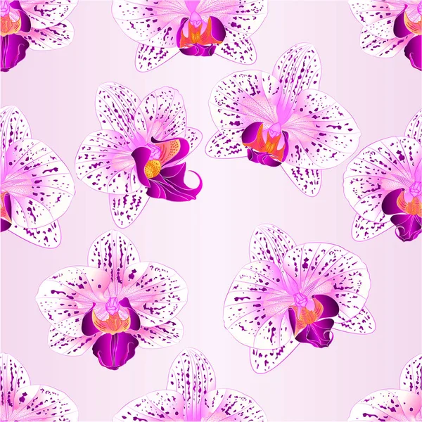 Textura perfecta hermosa púrpura y blanca Orquídea Phalaenopsis flor vintage primer plano vector ilustración editable — Vector de stock