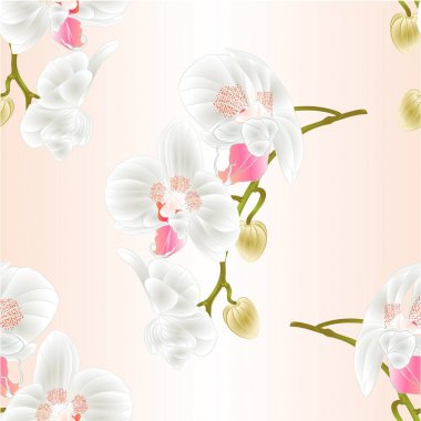 Sorunsuz doku güzel orkide Phalaenopsis beyaz çiçekler ve tomurcukları closeup vintage vektör düzenlenebilir çizim ile kaynaklanıyor. 