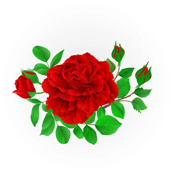 Red rose with buds and leaves vintage  Festive background vector illustration editable — Stock Vector